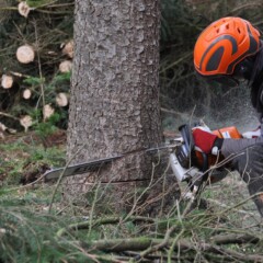 Prix d’un abattage d’arbre
