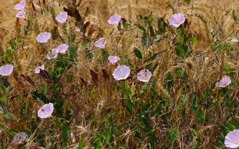 Comment se débarrasser du liseron dans le jardin ?