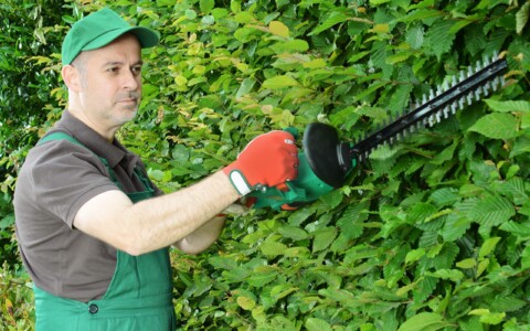 Tailler une haie avec un taille haie électrique : tout ce que vous devez savoir