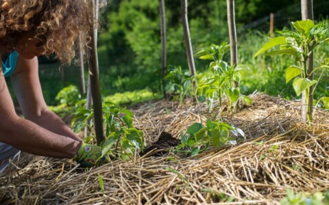 Quelle est la meilleure saison pour planter des arbres ?