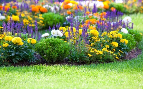 Quelles plantes et fleurs choisir pour mon jardin?