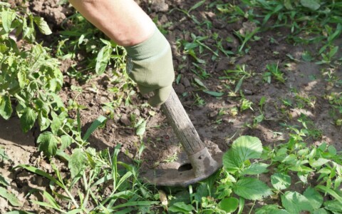 Faire pousser des herbes aromatiques chez soi